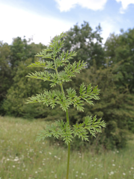 Selinum_carvifolia_Iserlohn_Loebbeckenkopf_090817_ja08.jpg