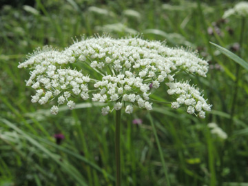 Selinum_carvifolia_Iserlohn_Loebbeckenkopf_090817_ja14.jpg
