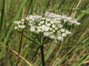 Selinum_carvifolium_030813_ja02.jpg