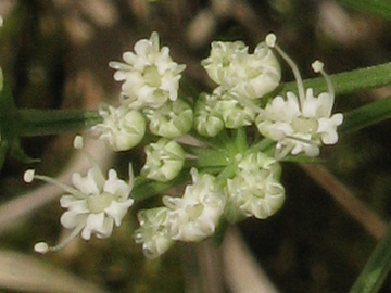 Selinum_carvifolium_030813_ja05.jpg