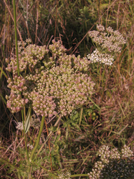 Selinum_carvifolium_Ascheberg060810_ja01.jpg