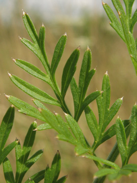 Selinum_carvifolium_Ascheberg060810_ja06.jpg