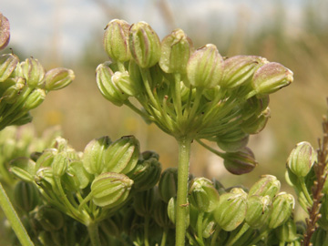 Selinum_carvifolium_Ascheberg060810_ja07.jpg