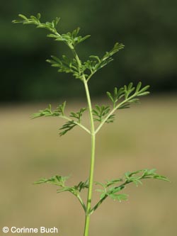 Selinum_carvifolium_Hasselbachtal040910_CB01.jpg