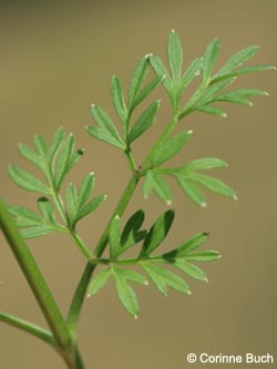 Selinum_carvifolium_Hasselbachtal040910_CB02.jpg