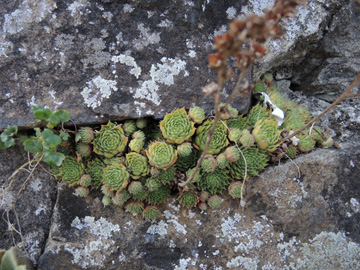 Sempervivum_BOKemnaderSee_Mauer_260816_ja01.jpg