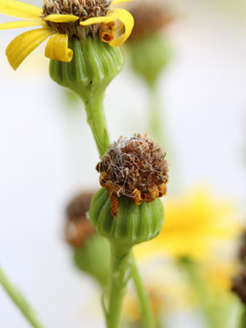 Senecio_erucifolius_280817_CB06.jpg