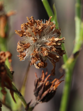 Senecio_erucifolius_280817_CB07.jpg