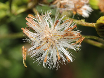 Senecio_erucifolius_280817_CB09.jpg