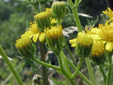 Senecio_erucifolius_BOStahlhausen090711_ja04.jpg