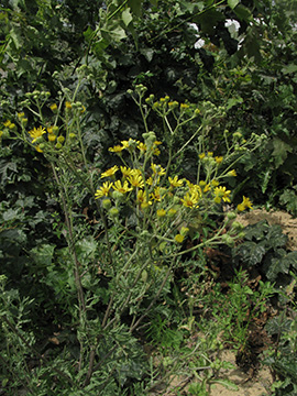 Senecio_erucifolius_BOStahlhausen090711_ja05.jpg