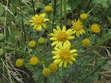 Senecio_erucifolius_BOStahlhausen090711_ja07.jpg