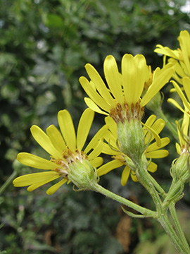 Senecio_erucifolius_BOStahlhausen090711_ja08.jpg