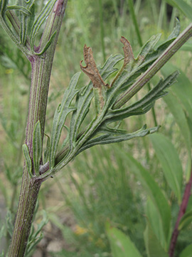 Senecio_erucifolius_BOStahlhausen090711_ja09.jpg