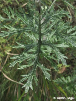 Senecio_erucifolius_BOStahlhausen090711_ja13.jpg