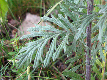 Senecio_erucifolius_BOStahlhausenA40_ja04.jpg