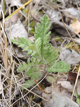 Senecio_erucifolius_Steinbruch_Geseke_120615_ja01.jpg