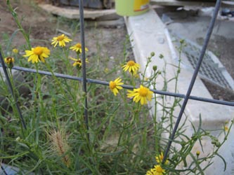 Senecio_inaequidens_Bochum_Hoentrop_230714_TK01.jpg