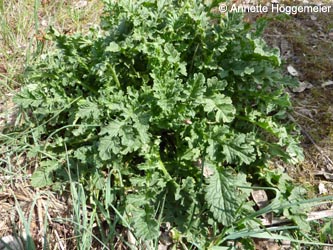 Senecio_jacobaea_BODahlhausen010510_ho01.jpg