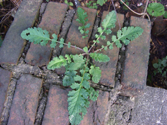 Senecio_jacobaea_BODahlhausen050808_ja010.jpg