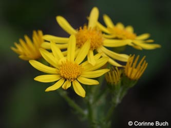 Senecio_jacobaea_BODahlhausen180910_CB01.jpg