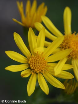 Senecio_jacobaea_BODahlhausen180910_CB05.jpg