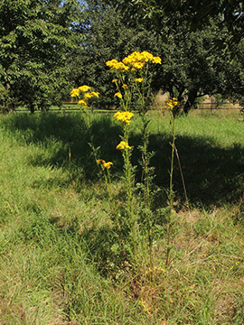 Senecio_jacobaea_BOQuerenburg_BUNDObstwiese_070718_ja01.jpg