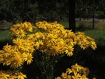 Senecio_jacobaea_BOQuerenburg_BUNDObstwiese_070718_ja02.jpg