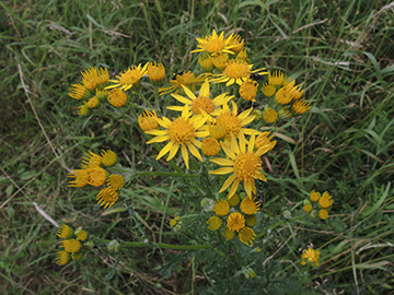 Senecio_jacobaea_BOQuerenburg_BUNDObstwiese_190618_ja10.jpg