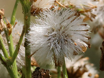 Senecio_jacobaea_BOQuerenburg_BUNDObstwiese_250718_ja01_2.jpg