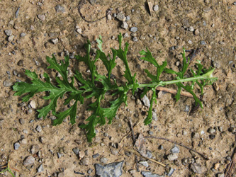 Senecio_jacobaea_MH_010716_CB01.jpg