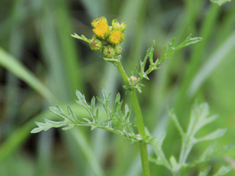 Senecio_jacobaea_MH_010716_CB02.jpg