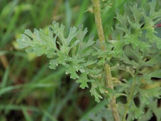 Senecio_jacobaea_MH_010716_CB06.jpg