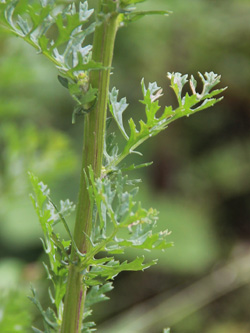 Senecio_jacobaea_MH_010716_CB07.jpg