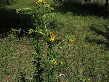 Senecio_jacobaea_Trockenheit_BOQuerenburg_BUNDObstwiese_200618_ja01.jpg