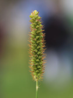 Setaria_pumila_HATHenrichshuette130915_CB01.jpg