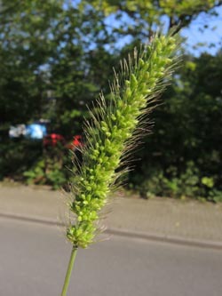 Setaria_viridis_Bochum_Hoentrop_230714_TK02.jpg