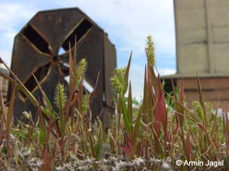 Setaria_viridis_MagdeburgHafen_ElbeEx2008_ja01.jpg