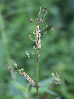 Shargacucullia_scrophulariae_Schlupkothen_020716_CB01.jpg