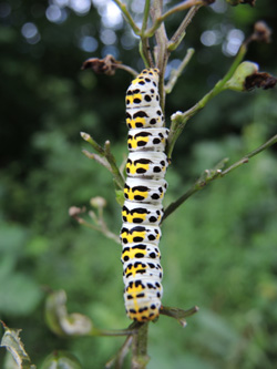 Shargacucullia_scrophulariae_Schlupkothen_020716_TK01.jpg