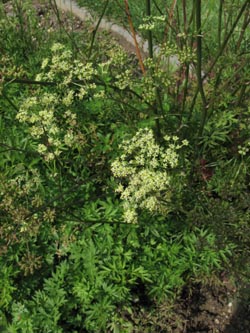 Silaum_silaus_BGBN090811_ja04.jpg