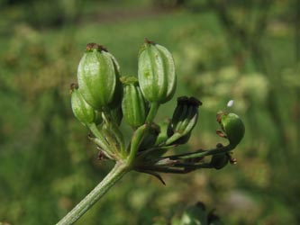 Silaum_silaus_BGBN090811_ja06.jpg