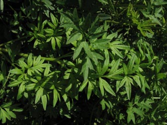 Silaum_silaus_BGBN090811_ja10.jpg