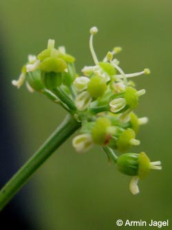 Silaum_silaus_Duisburg-Homberg_250813_ja06.jpg