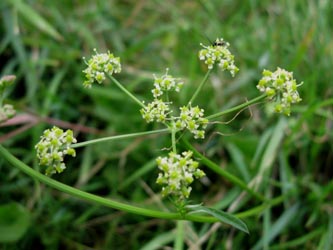 Silaum_silaus_Duisburg-Homberg_250813_ja07.jpg
