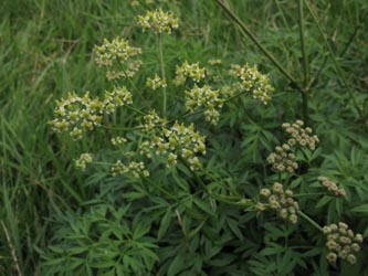 Silaum_silaus_Duisburg-Homberg_250813_ja14.jpg