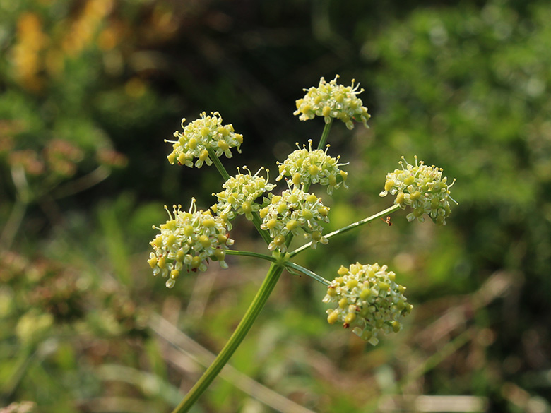 Silaum_silaus_Lippborg_Lippeaue_250819_CB02.jpg