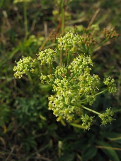 Silaum_silaus_Orsoy200909_ja02.jpg