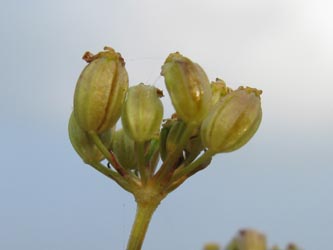 Silaum_silaus_Orsoy200909_ja07.jpg