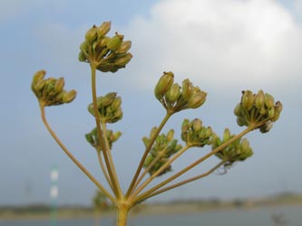 Silaum_silaus_Orsoy200909_ja09.jpg